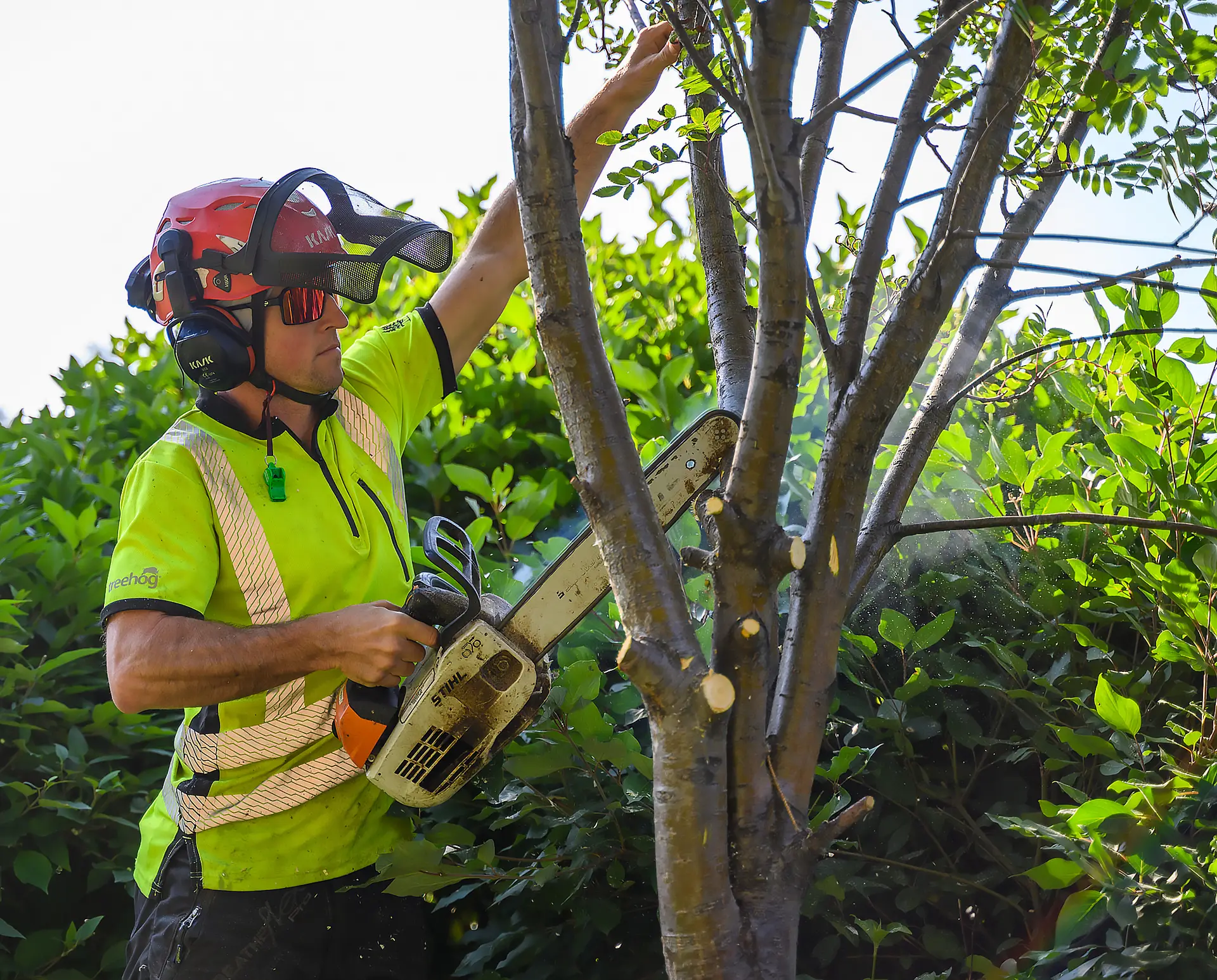 Danny Finn, an arborist with Alpine Precision tree services, cuts down a mountain ash tree in Canmore at Rotary Friendship Park Wednesday (August 2). MATTHEW THOMPSON RMO PHOTO